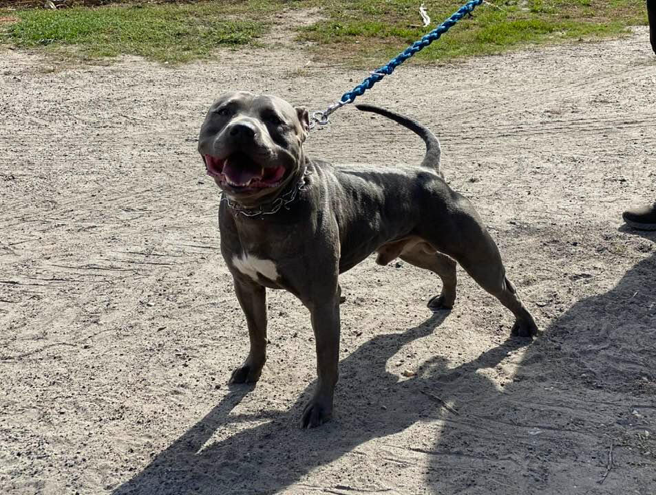 American Pit Bull Terrier z hodowli GOLD STARS