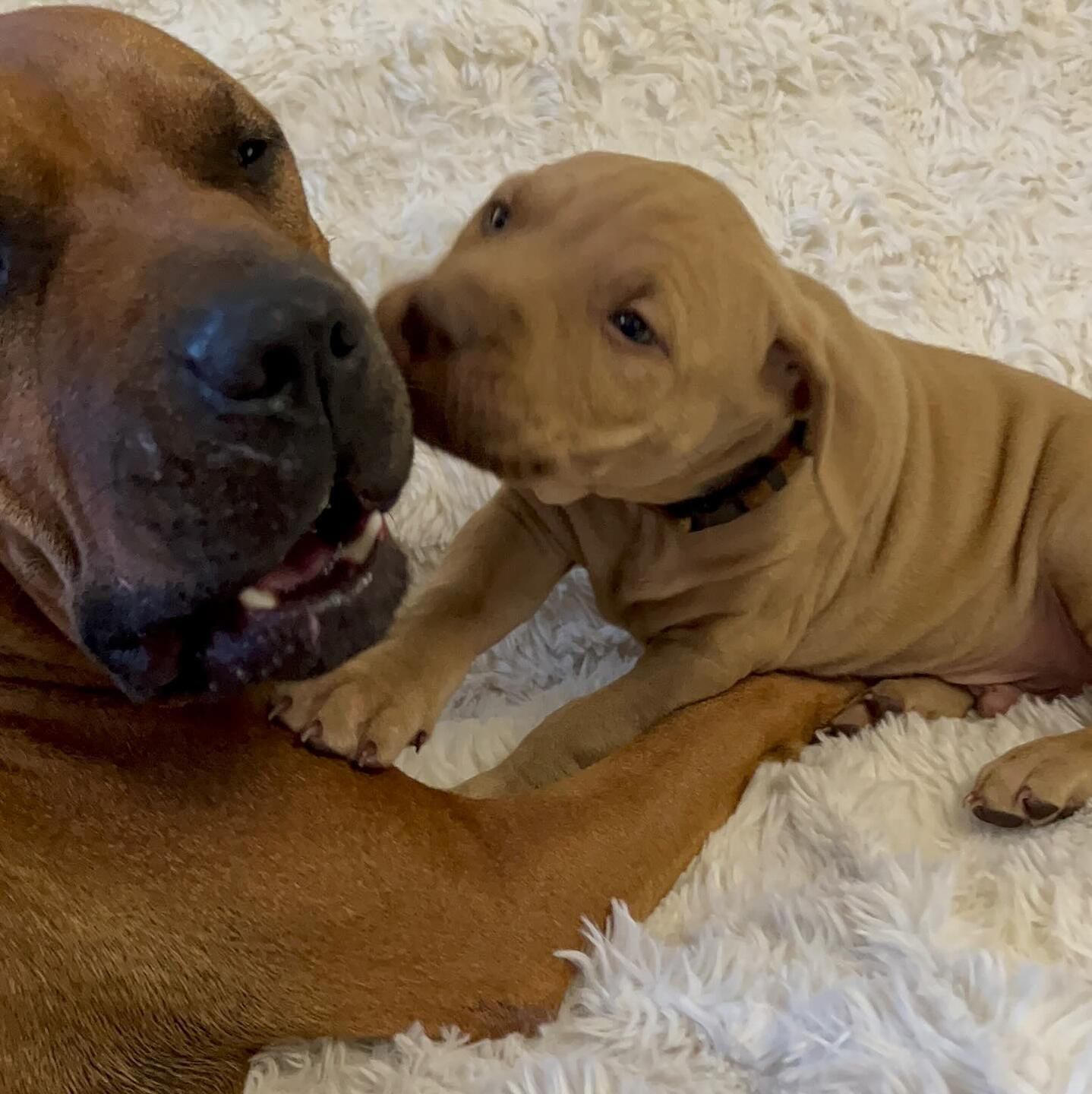 American Pit Bull Terrier GOLD STARS — zdjęcie 7