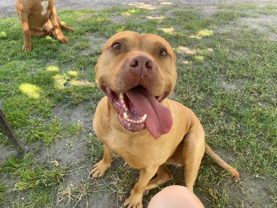 Szczenię APBT w domu