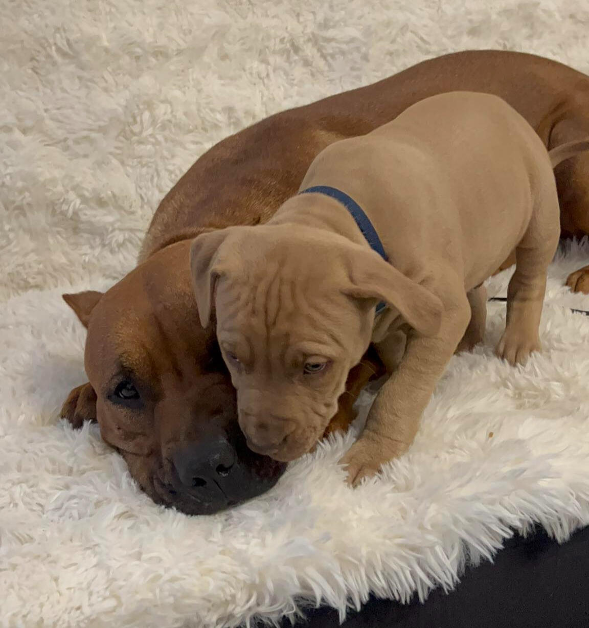 American Pit Bull Terrier GOLD STARS — zdjęcie 8